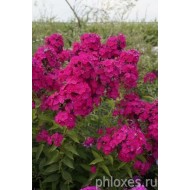 Флокс Phlox Ю.А.Репрев